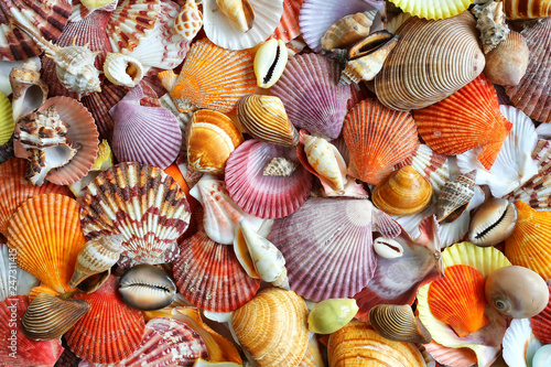 Seashells as background, sea shells collection