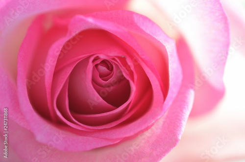 Pink rose    