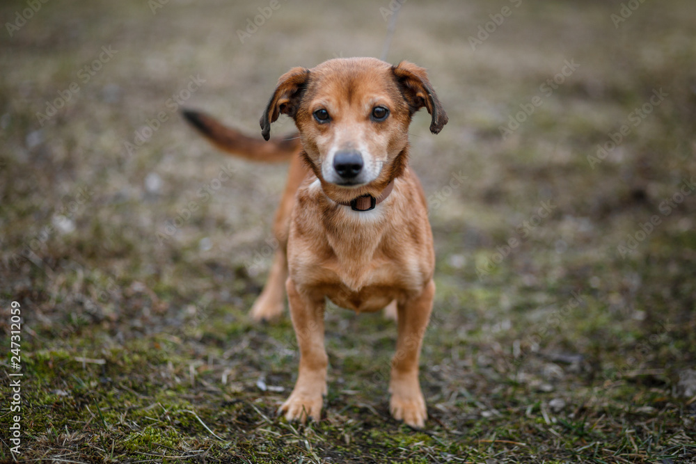 Brown cute dog