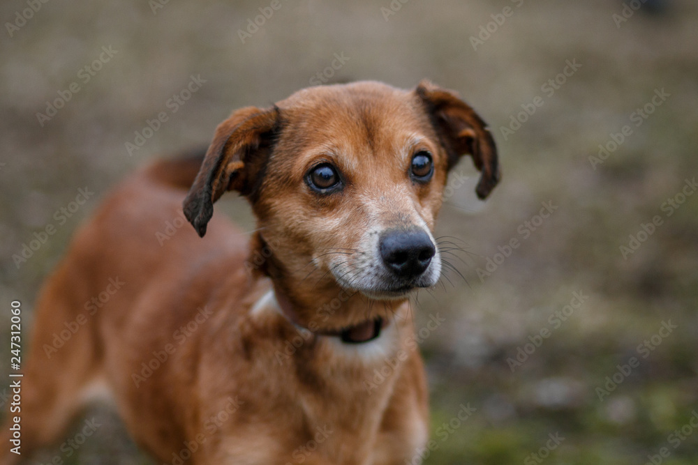 Brown cute dog