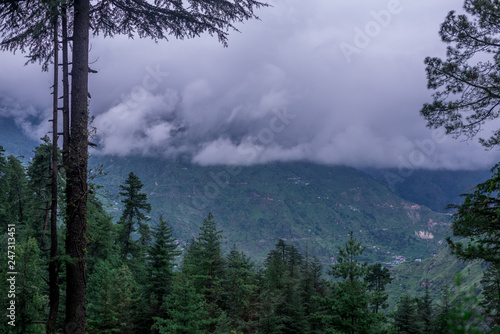 Deodar tree in himalayas, sainj valley, himachal pradesh, india photo