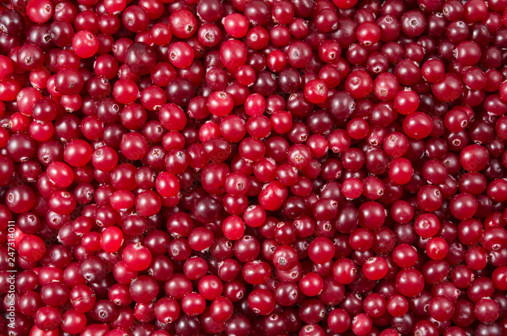 Cranberry. Cranberry background. Cranberries in water. Food background. Cranberry. Cranberry background. Cranberries in water. Food background.