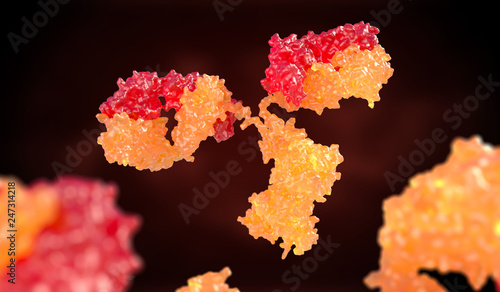 Human antibody (immunoglobulin) photo