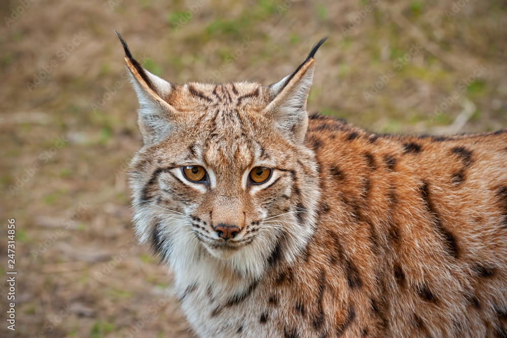 Detailed close-up of adult eursian lynx in autmn forest with blurred background. Endangered mammal predator in natural environment. Wildlife scenery with vivid colors. Detailed close-up of adult eursian lynx in autmn forest with blurred background. Endangered mammal predator in natural environment. Wildlife scenery with vivid colors.