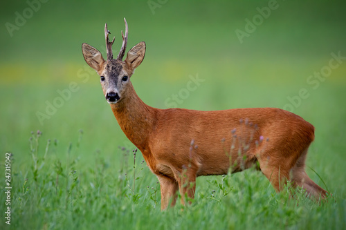 Roe deer buck in summer. Mammal, capreolus capreolus, on green meadow with blurred background. Male wild animal in nature. Wildlife scenery.