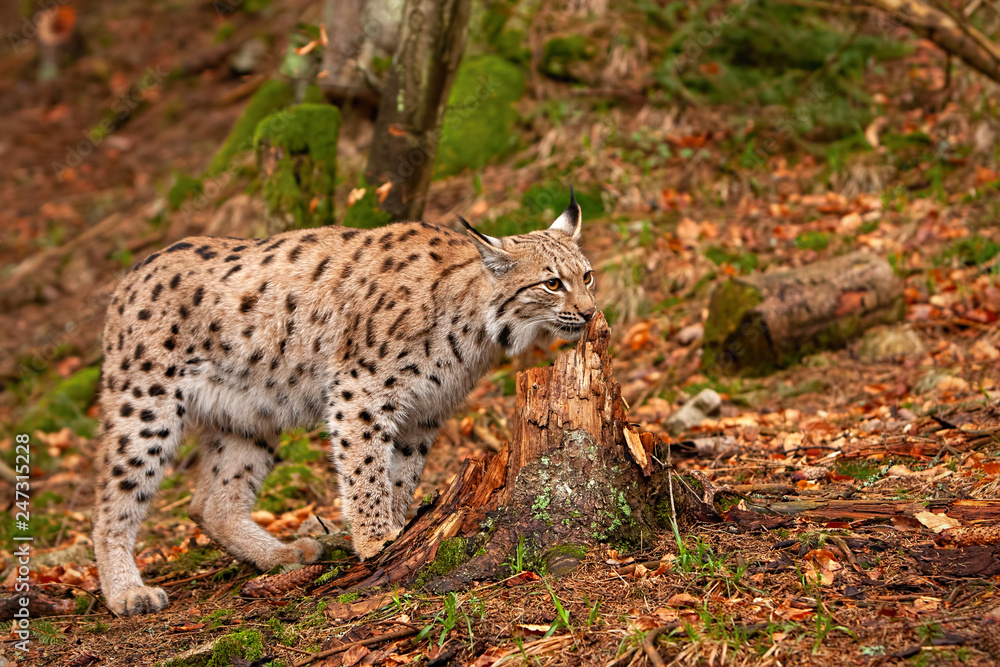 Eursian lynx standing in autmn forest with blurred background. Endangered mammal predator in natural environment. Wildlife scenery from nature. Eursian lynx standing in autmn forest with blurred background. Endangered mammal predator in natural environment. Wildlife scenery from nature.