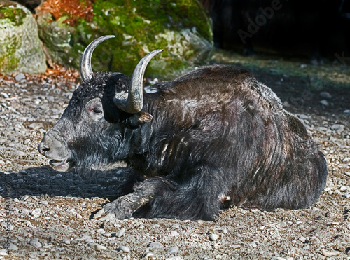 Wild yak. Latin name - Bos grunniens and Bos mutus photo