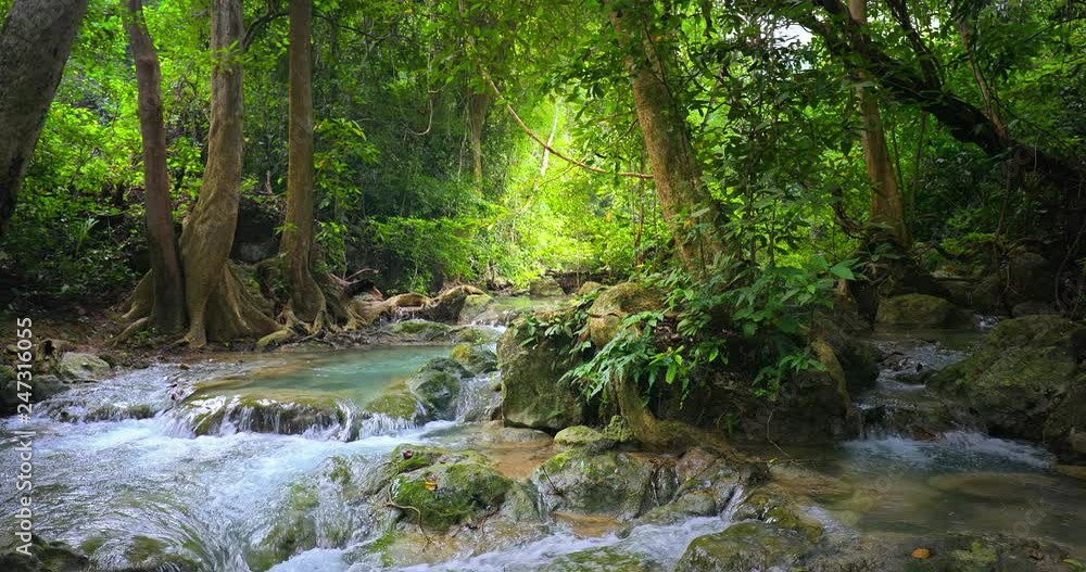 Wild nature landscape. Jungle forest and water stream Wild nature landscape. Jungle forest and water stream
