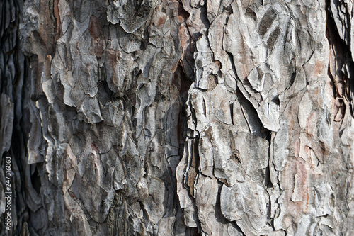 bark of a pine tree