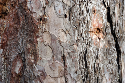 bark of a pine tree