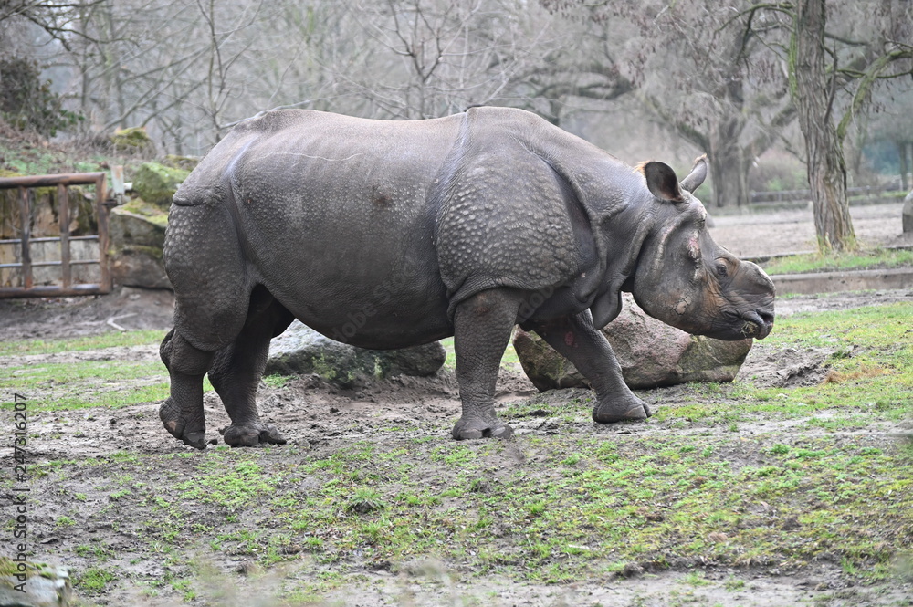 Obraz premium rhinoceros in the park