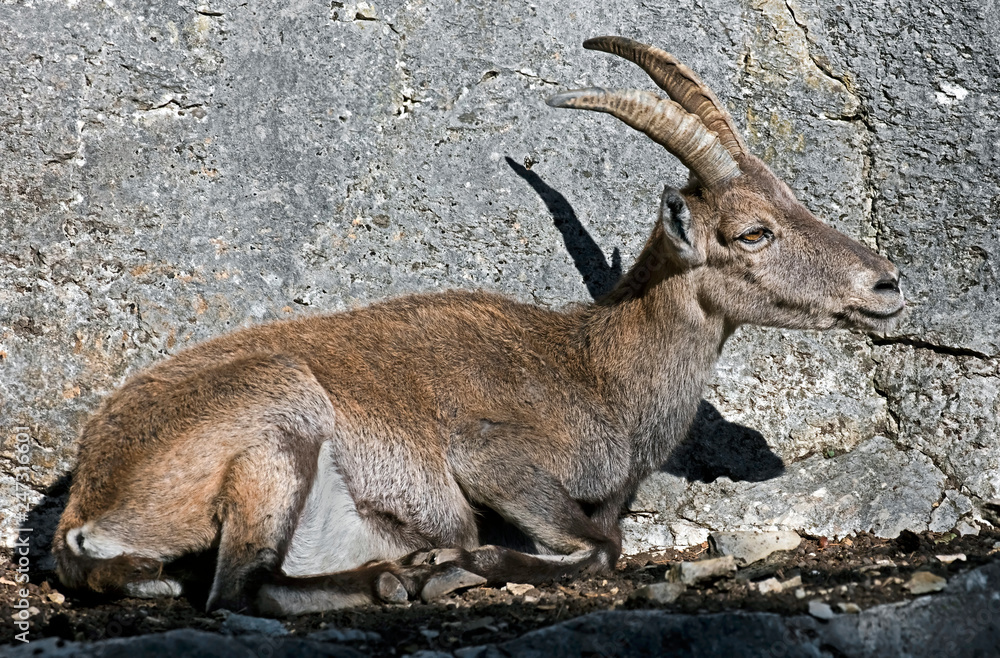 Young alpine ibex. Latin name - Ailurus fulgens