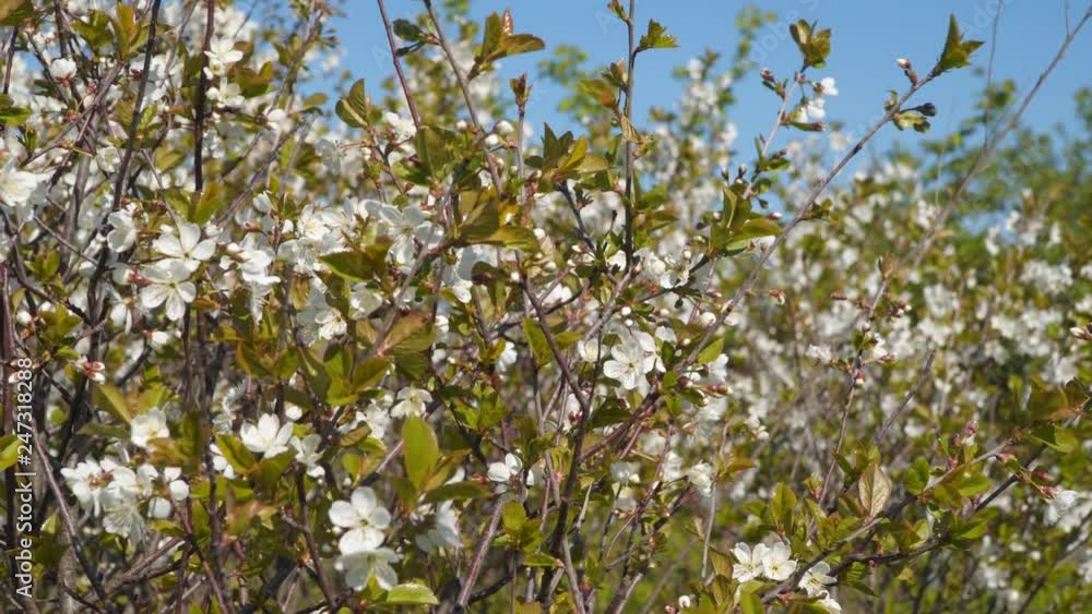 White flowers on a tree branch against a blue sky. White flowers on a tree branch against a blue sky.