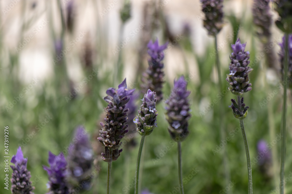Fototapeta premium Lavanda