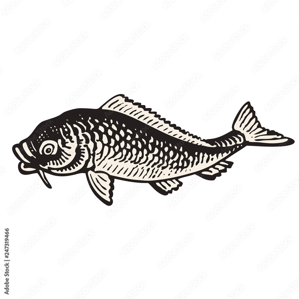 Carp fish hand drawn vector illustration Carp fish hand drawn vector illustration