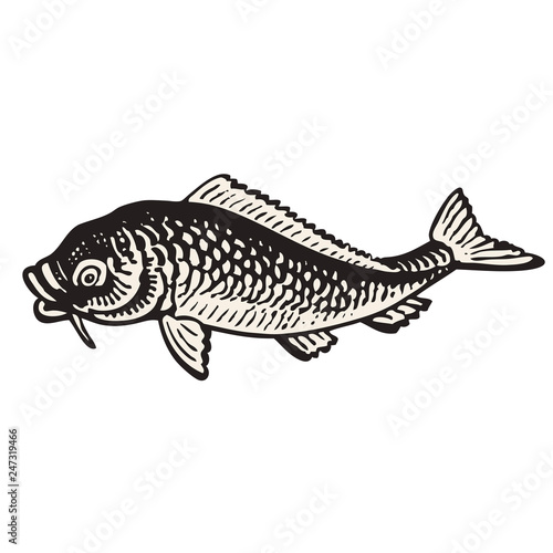 Carp fish hand drawn vector illustration