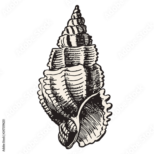 Shell vector illustration isolated on white backgound