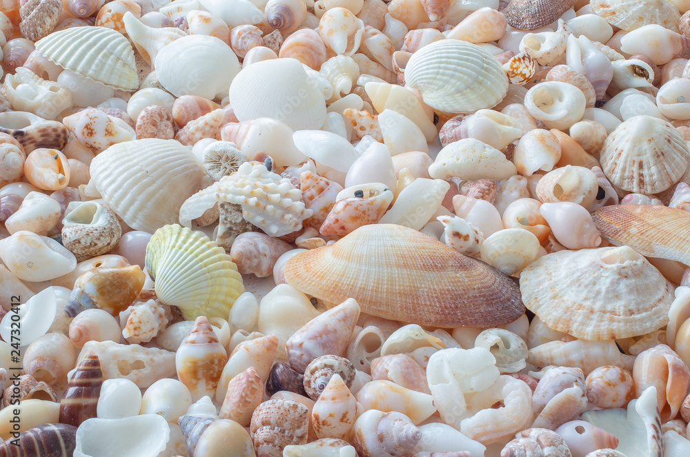 Background of small sea shells Background of small sea shells