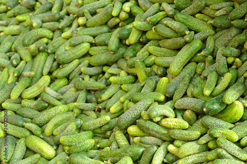Fototapeta Naklejka Na Ścianę i Meble -  Bunch of cucumbers after harvest for the production of pickled cucumbers
