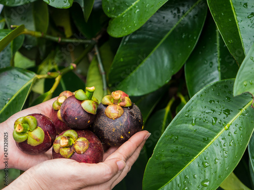 Mangosteen in hand