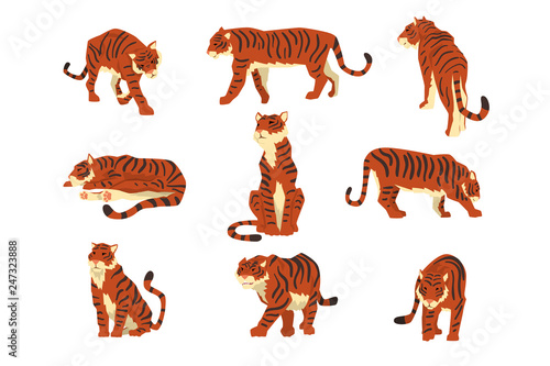 Powerful tiger in different actions set of cartoon vector Illustrations on a white background