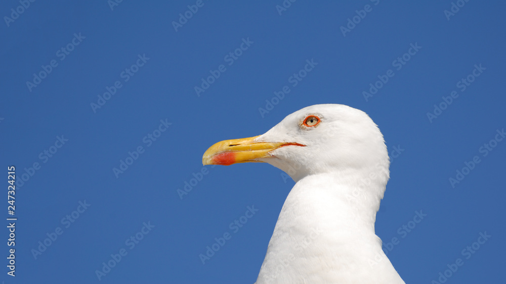 beautiful portrait of white free seagull with vivid blue sky as background with copy space beautiful portrait of white free seagull with vivid blue sky as background with copy space