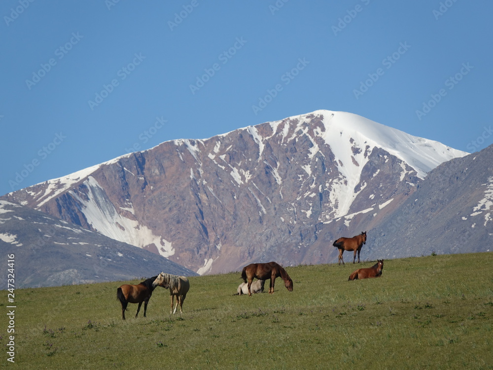 Horses on the background of glaciers in the mountains.