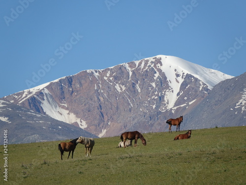 Horses on the background of glaciers in the mountains. © qtgkz