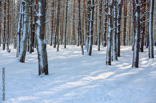 Winter forest, Park after a snowstorm