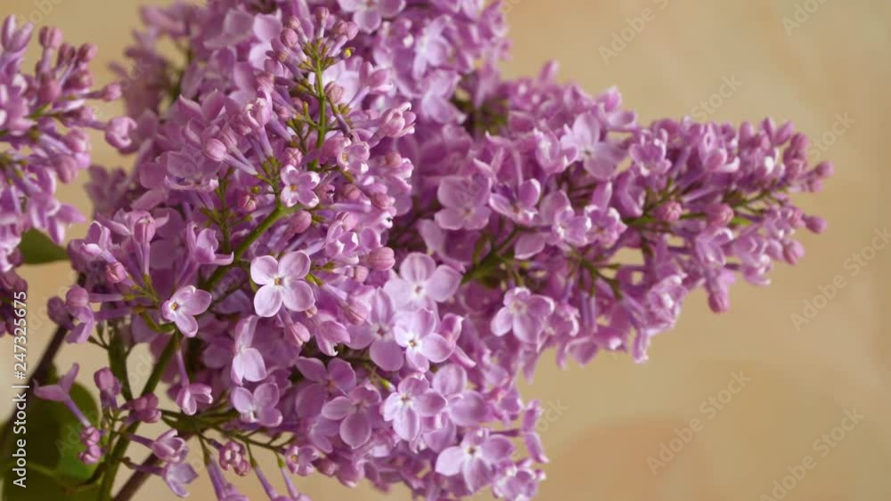 A branch of blossoming lilac. Spring flowers A branch of blossoming lilac. Spring flowers