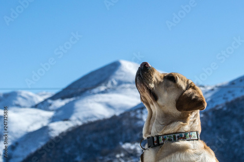 Retrato de un perro en la montaña nevada