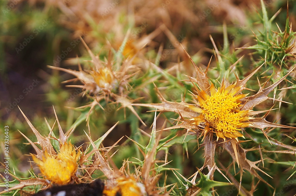 Dry thistles flower in summer on Monte Capanne, Elba island, Tuscany, Italy Dry thistles flower in summer on Monte Capanne, Elba island, Tuscany, Italy