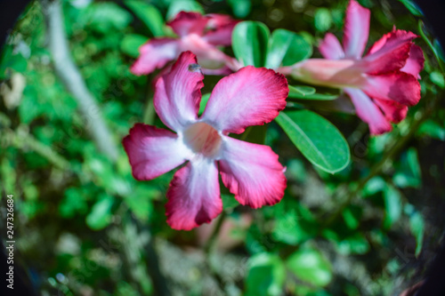 Beautiful colorful flowers named Adenium can be seen at Ratchaburi province in Thailand.