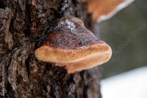 Mushroom in a tree. Winter