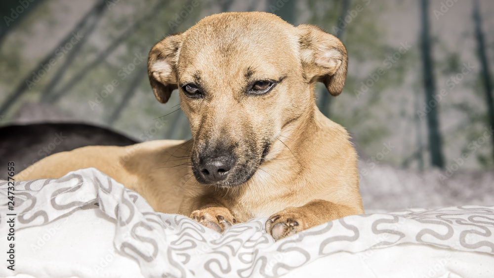 Brown cute puppy dog isolated on white, green background - rescue pet dog with adorable eyes