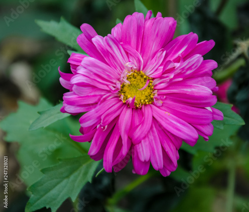  beautiful aster flower  with pink petals