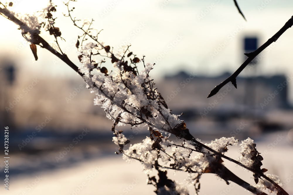 branch of the plant covered with snow winter macro branch of the plant covered with snow winter macro