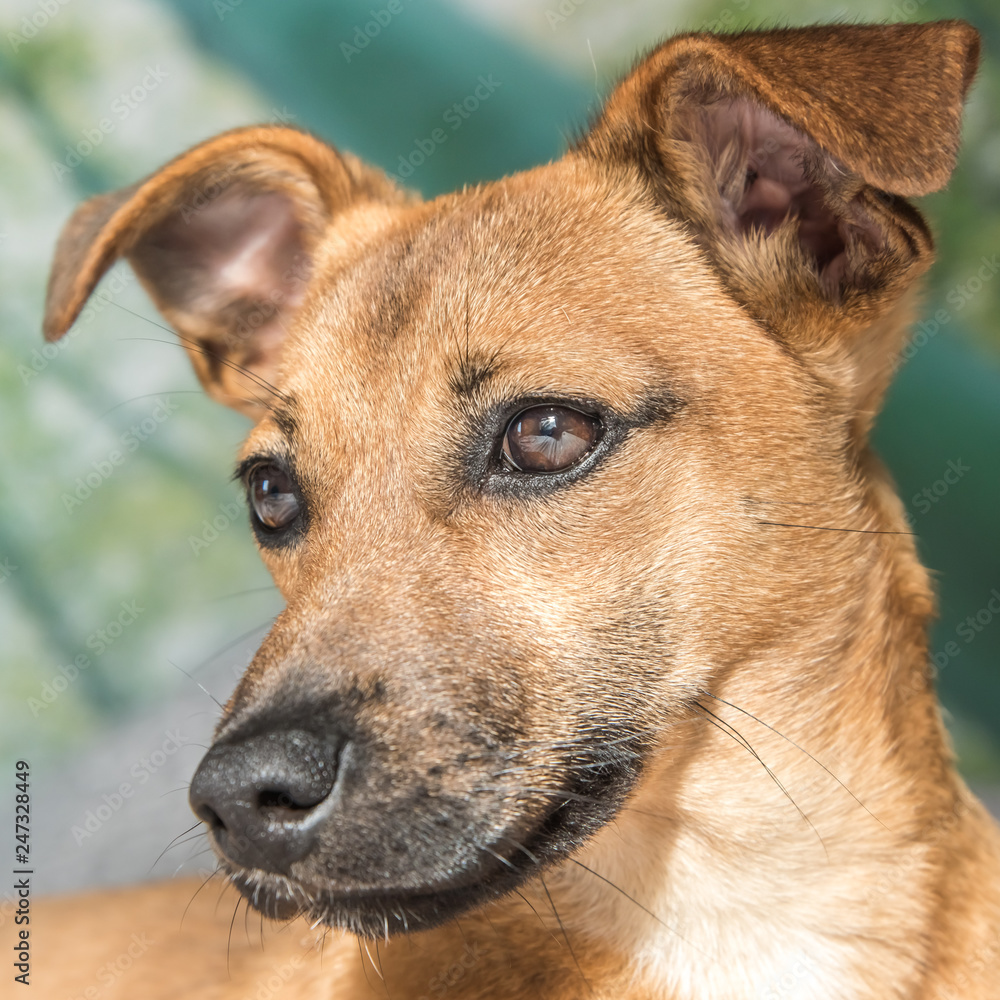Brown cute puppy dog isolated on white, green background - rescue pet dog with adorable eyes Brown cute puppy dog isolated on white, green background - rescue pet dog with adorable eyes