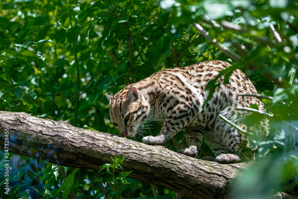 Ocelot in jungle tree branches Ocelot in jungle tree branches