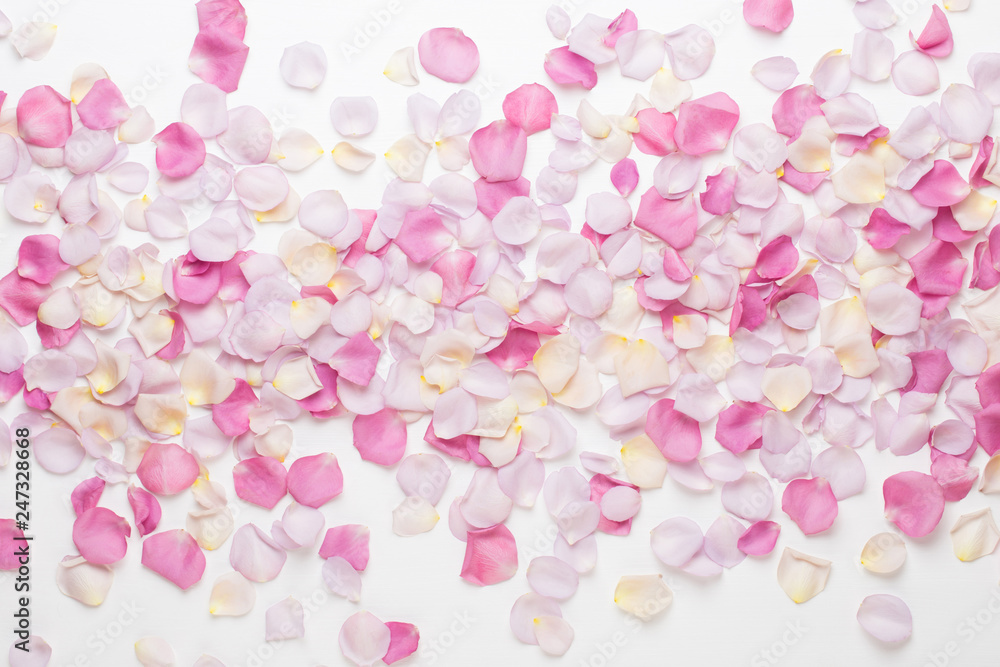 Pink rose flowers petals on white background. Flat lay, top view, copy space. Pink rose flowers petals on white background. Flat lay, top view, copy space.