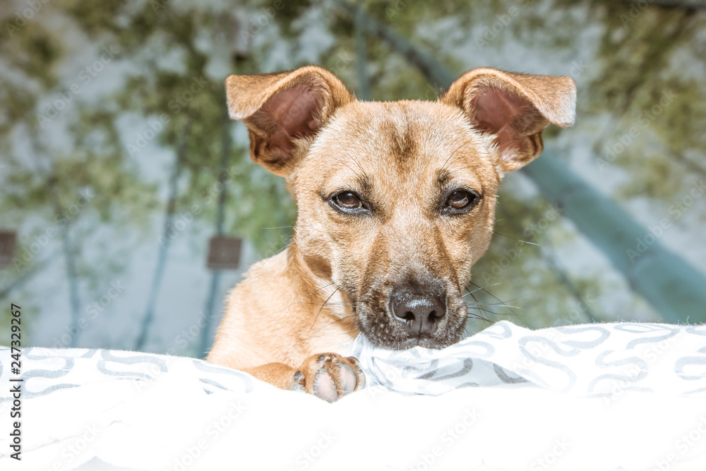 Brown cute puppy dog isolated on white, green background - rescue pet dog with adorable eyes Brown cute puppy dog isolated on white, green background - rescue pet dog with adorable eyes
