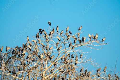 Wallpaper Mural Schwarm von Silberreiher auf Baum Torontodigital.ca