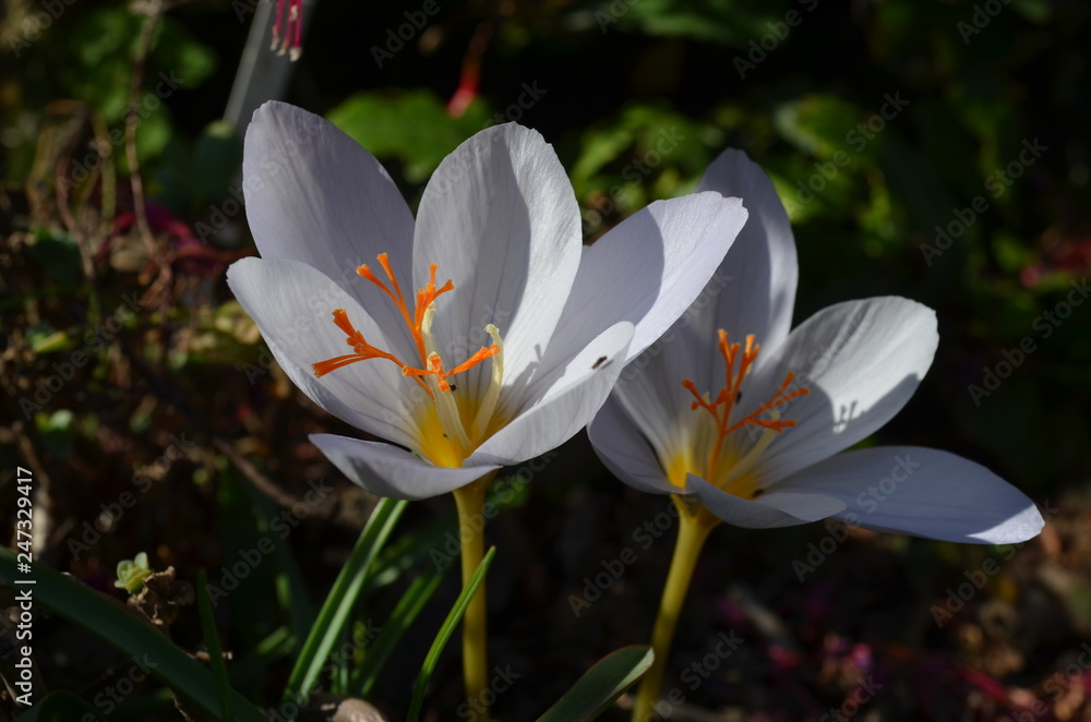 Fototapeta premium Осеннецветущий крокус, Crocus 'ZEPHYR' в саду