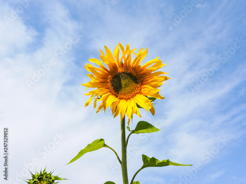 field of blooming sunflowers.Top View.Sunflower field landscape. Sunflower field panorama. Sunflower field in sunny day landscape.Beautiful flower in the garden.Sunny day.Honey Bee pollinating.