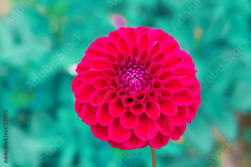 Fototapeta Naklejka Na Ścianę i Meble -  Bright large Dahlia flower among green leaves, natural background
