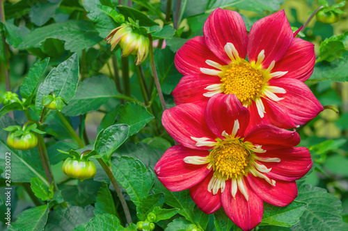 Fototapeta Naklejka Na Ścianę i Meble -  Bright large Dahlia flower among green leaves, natural background

