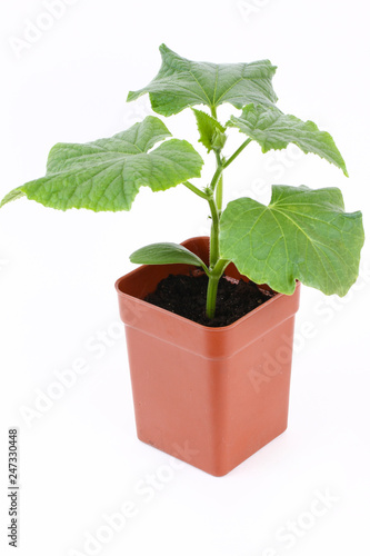 Young cucumber pot seedlings