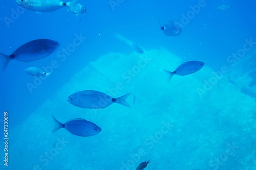 Underwater view in front of the west coast of the Island of Elba, Tuscany, Italy