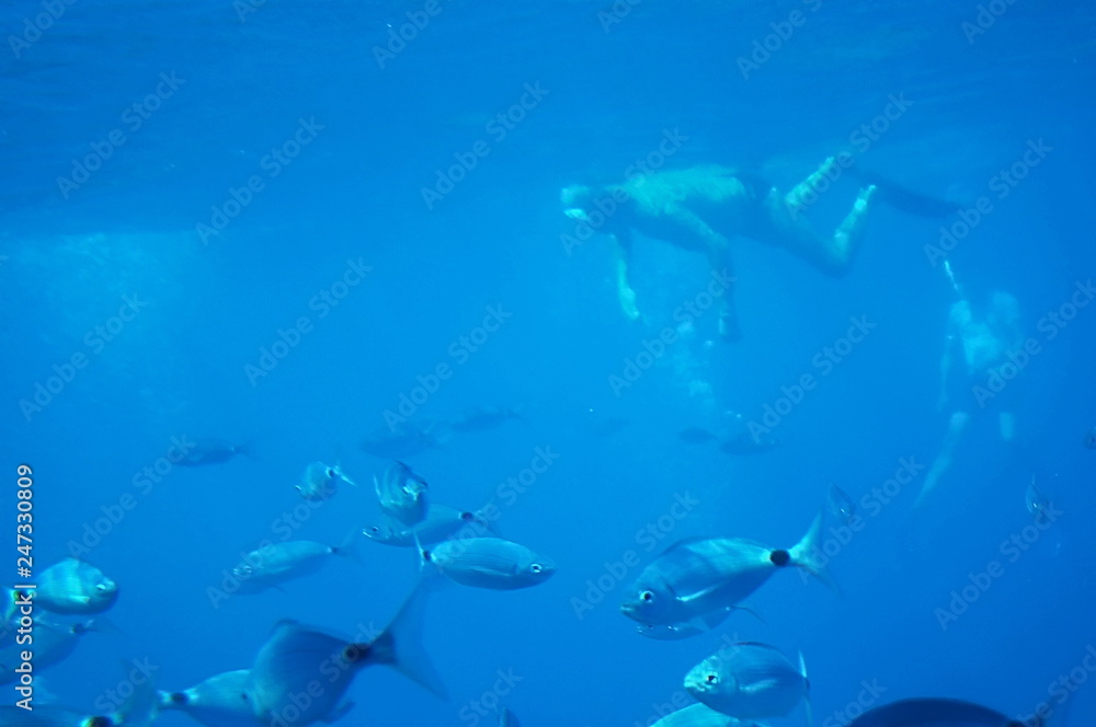 Underwater view in front of the west coast of the Island of Elba, Tuscany, Italy Underwater view in front of the west coast of the Island of Elba, Tuscany, Italy