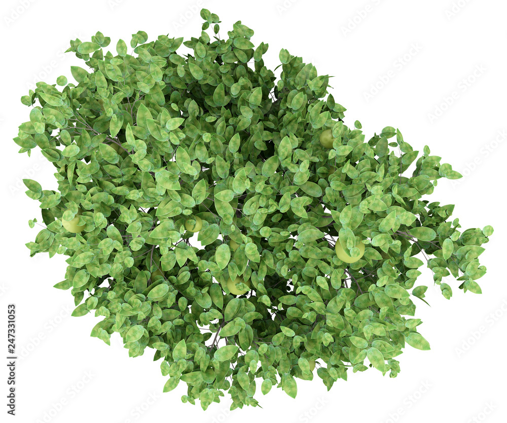 Obraz premium pomelo tree with fruits isolated on white background. top view